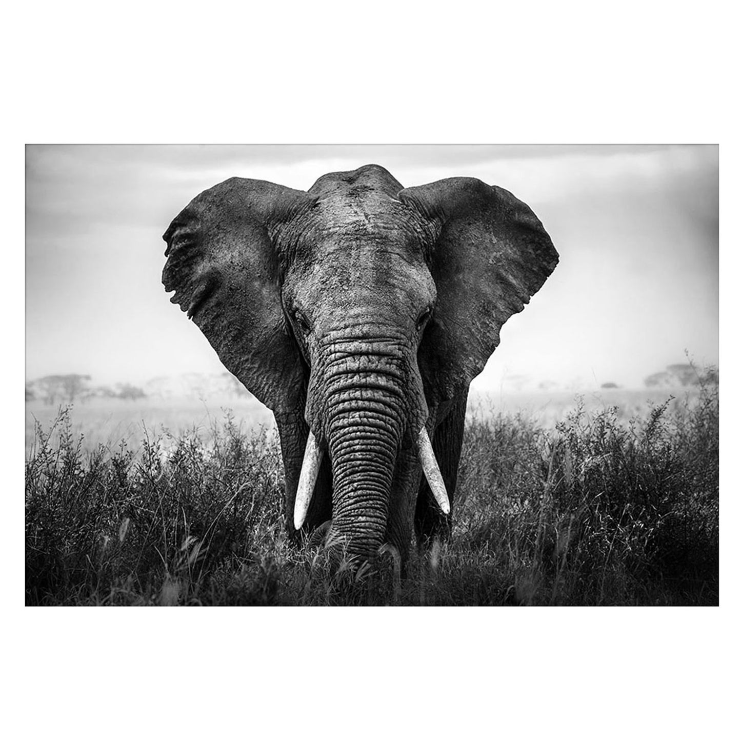 SU-60858 Elephant 47X32 TG