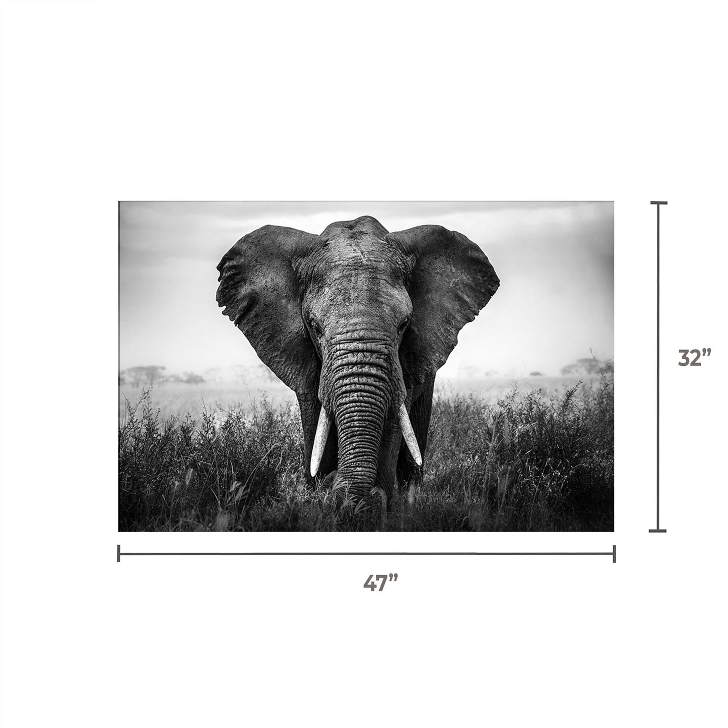 SU-60858 Elephant 47X32 TG