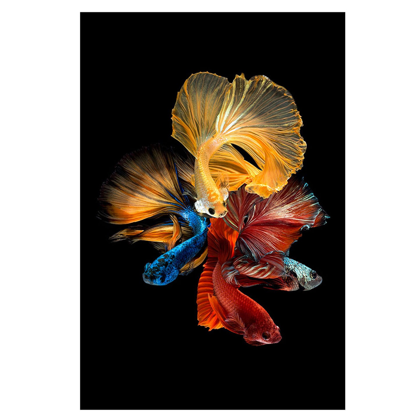 SU-62073 FIGHTING FISH 47X32 TG