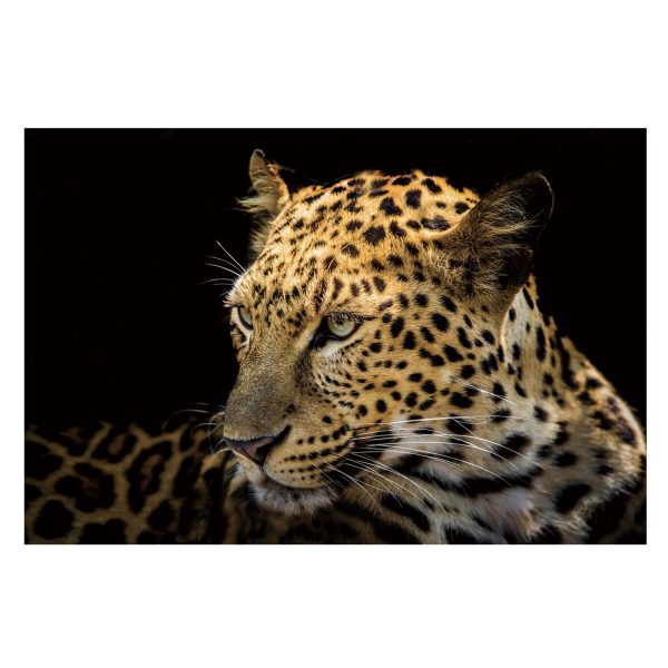 SU-62495 FOCUSED LEOPARD 47X32 TG
