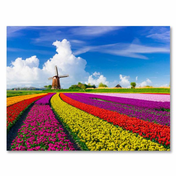 SU-82029 TULIPS IN HOLLAND 47X32 TG
