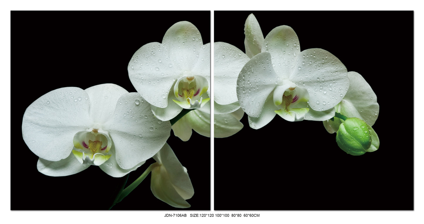 JDN-7106-AB White Orchids Acrylic Print