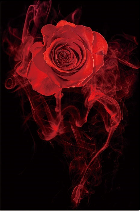 KL-002 Rose in Smoke Acrylic Print