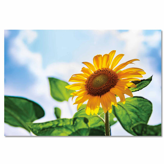 SU-82027 SUNFLOWER 47X32 TG